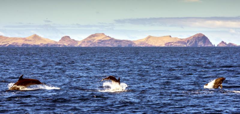 Avistamiento de ballenas y delfines en Madeira