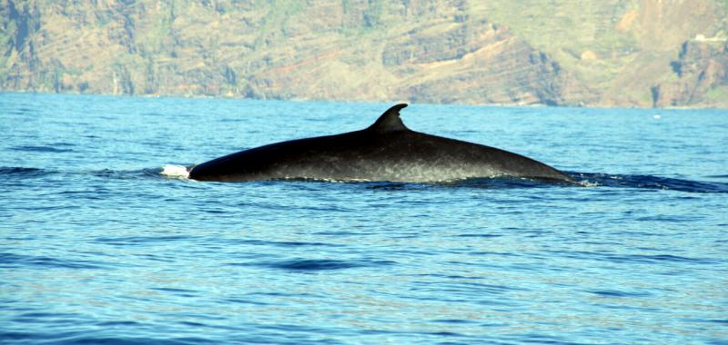 Avistamiento de ballenas y delfines en Madeira