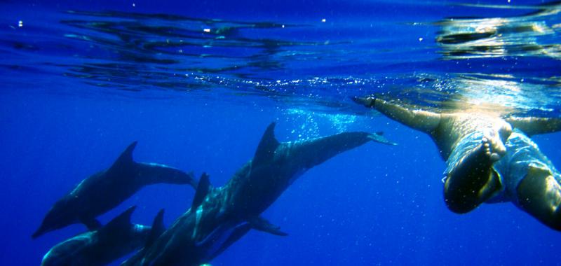 Avistamiento de ballenas y delfines en Madeira