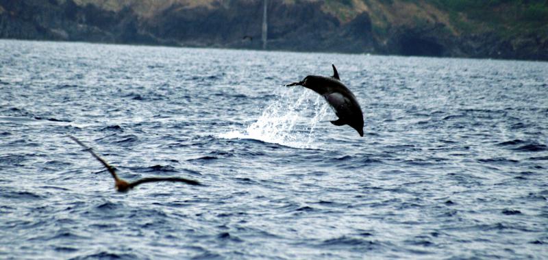 Avistamiento de ballenas y delfines en Madeira