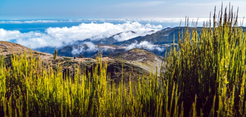 Madeira 