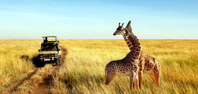 Safaris 