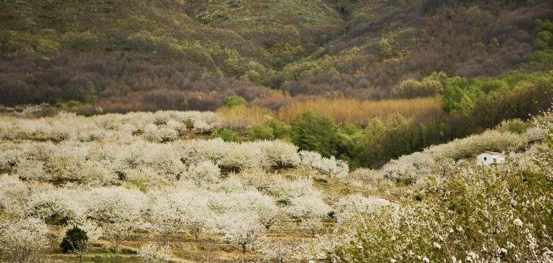 Cerezos en flor - Valle del Jerte