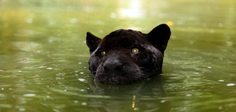 Fauna de Centroamérica y República Dominicana 