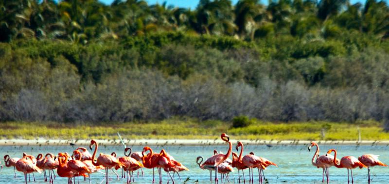 Fauna de Centroamérica y República Dominicana 