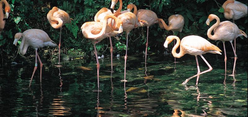 Fauna de Centroamérica y República Dominicana 