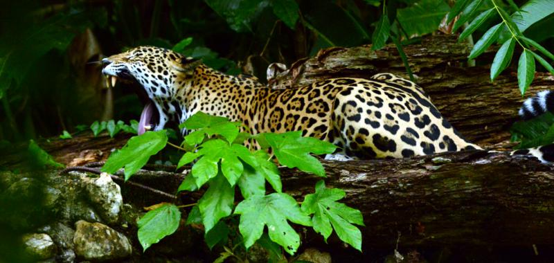 Fauna de Centroamérica y República Dominicana 