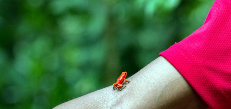 Fauna de Centroamérica y República Dominicana 