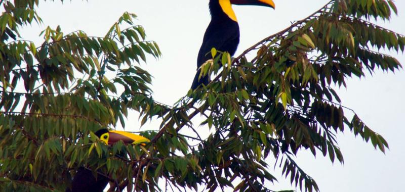 Fauna de Centroamérica y República Dominicana 