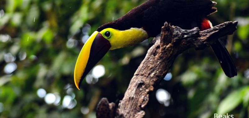 Fauna de Centroamérica y República Dominicana 