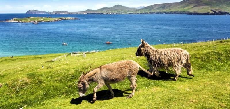 Isla de Gran Blasket 