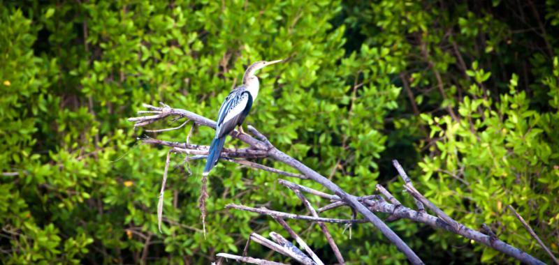 Riviera Nayarit. Observación de aves 