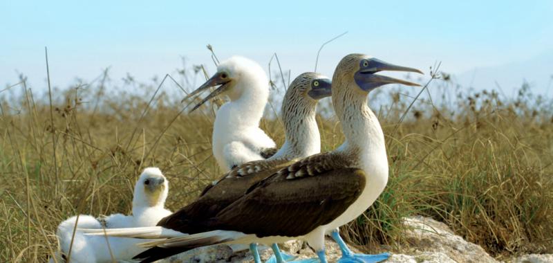 Riviera Nayarit. Observación de aves 