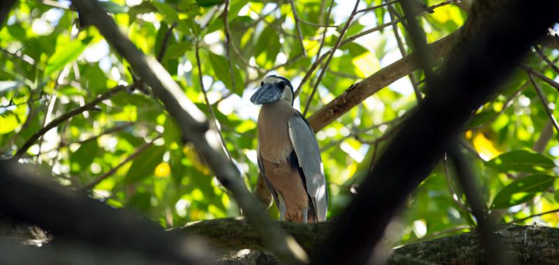 Riviera Nayarit. Observación de aves 