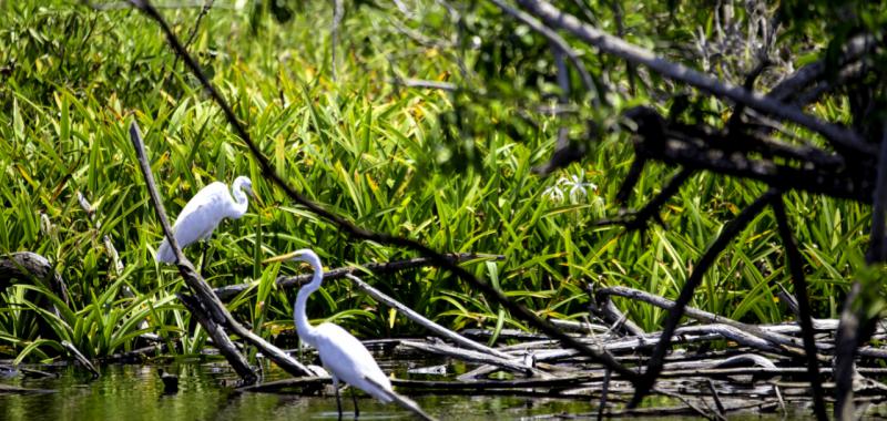 Riviera Nayarit. Observación de aves 