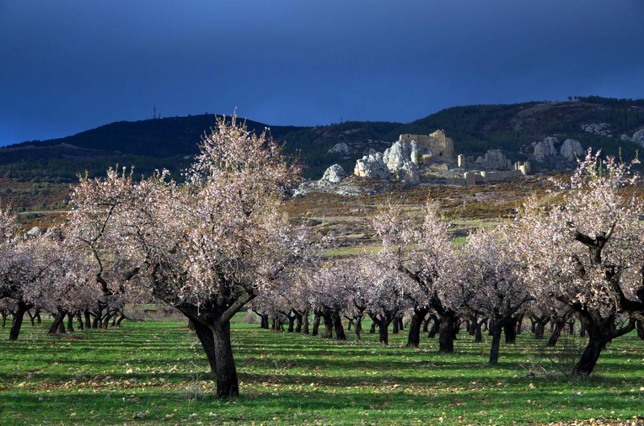 Los mejores lugares para ver almendros y cerezos en flor en España | Inout  Viajes
