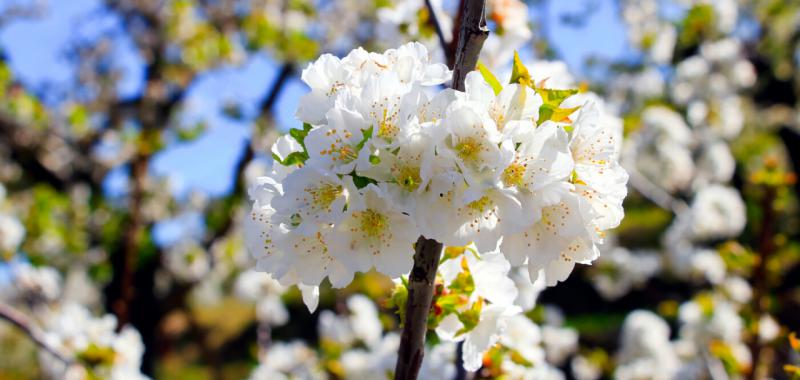 Almendros y cerezos en flor 