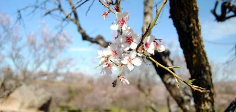 Almendros y cerezos en flor 