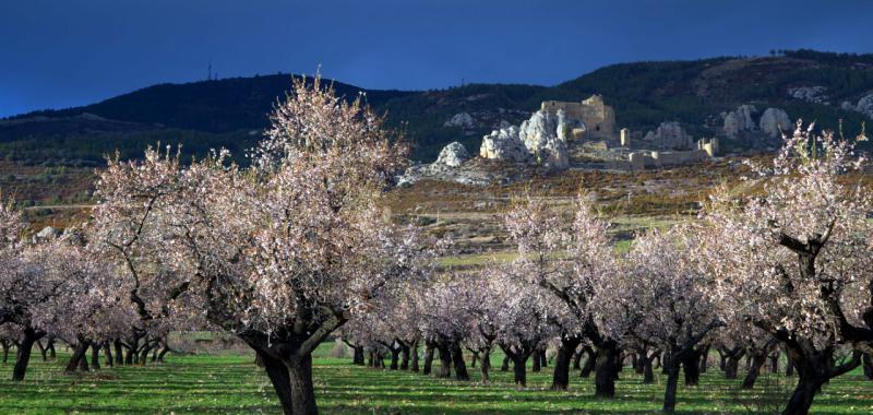 Almendros y cerezos en flor 