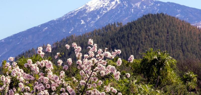 Almendros y cerezos en flor 