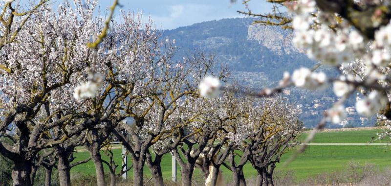 Almendros y cerezos en flor 