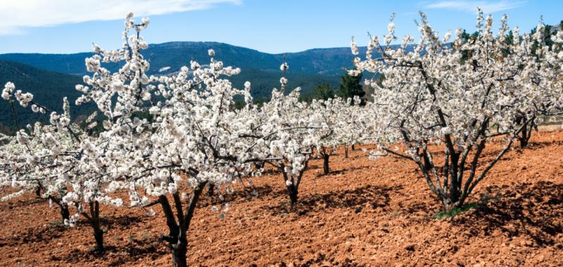 Almendros y cerezos en flor 