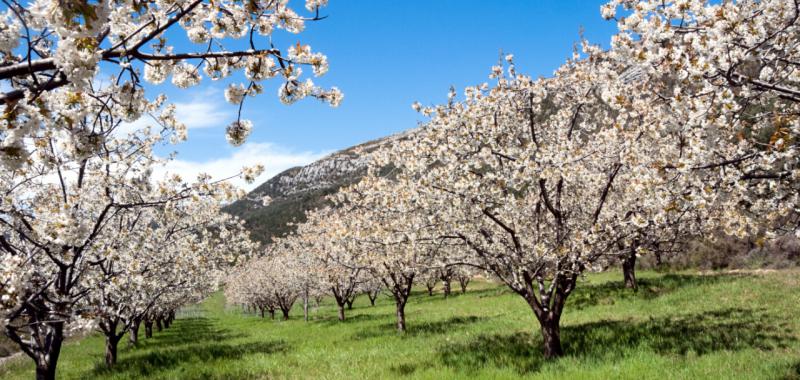 Almendros y cerezos en flor 