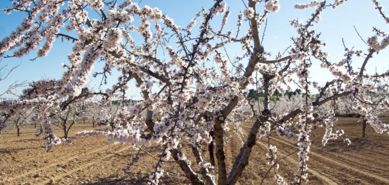 Almendros y cerezos en flor 