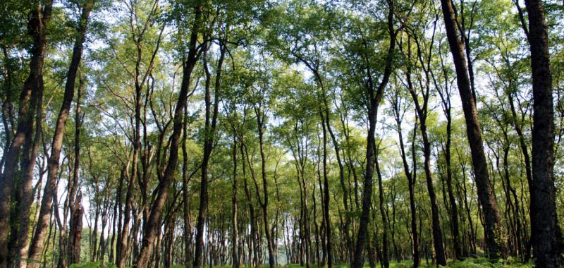 Bosques y parajes naturales de Valonia 