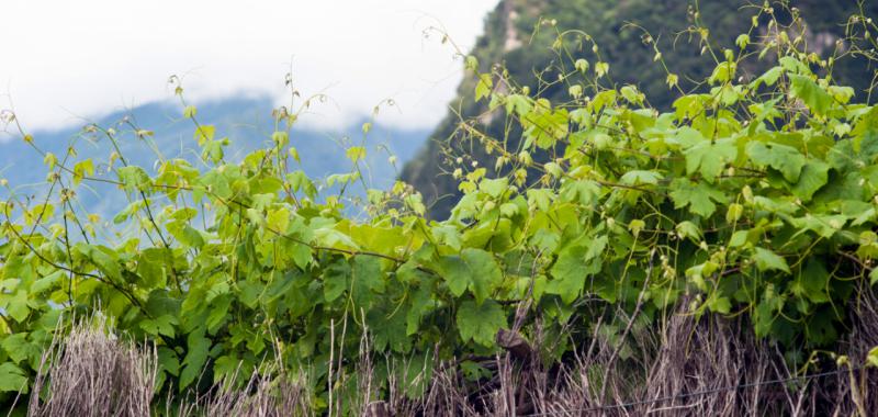 Vino de Madeira 