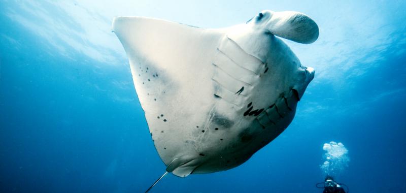 Tiburón ballena y Mantarraya 