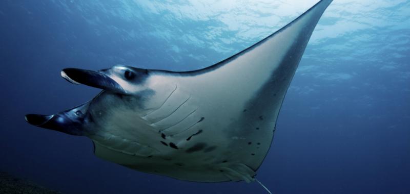 Tiburón ballena y Mantarraya 