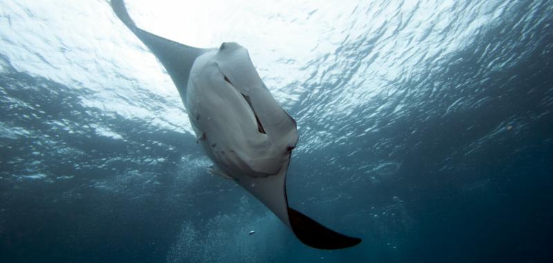 Tiburón ballena y Mantarraya 