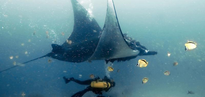 Tiburón ballena y Mantarraya 