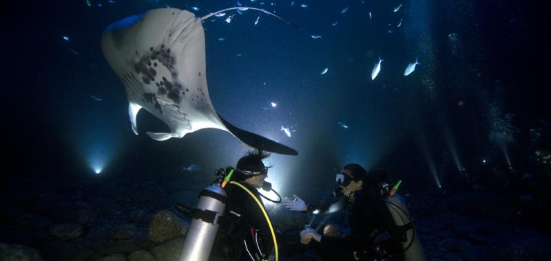 Tiburón ballena y Mantarraya 