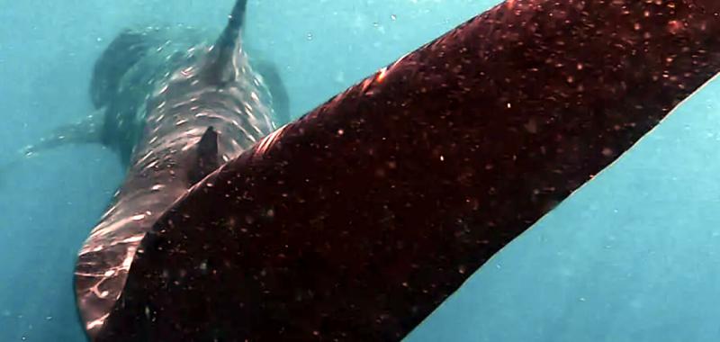 Tiburón ballena y Mantarraya 