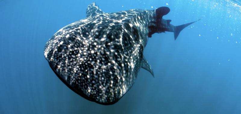 Tiburón ballena y Mantarraya 