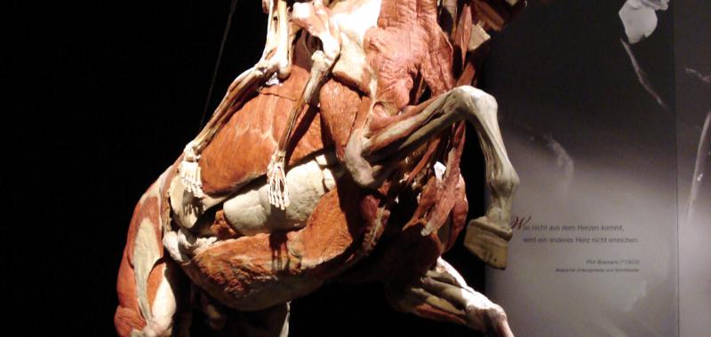 Body Worlds: El Ritmo de la Vida