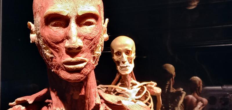 Body Worlds: El Ritmo de la Vida