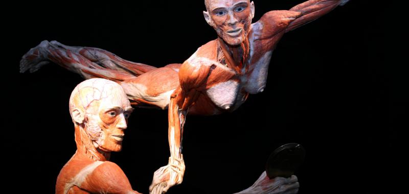 Body Worlds: El Ritmo de la Vida