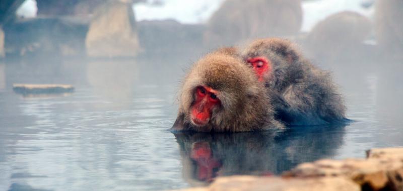 Planes para disfrutar del invierno en Japón 