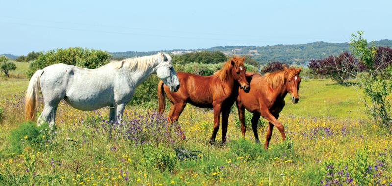 Alentejo 