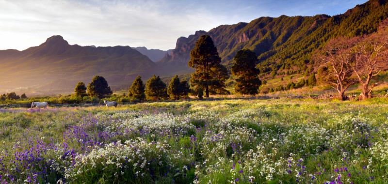 La Palma vuelve a florecer 