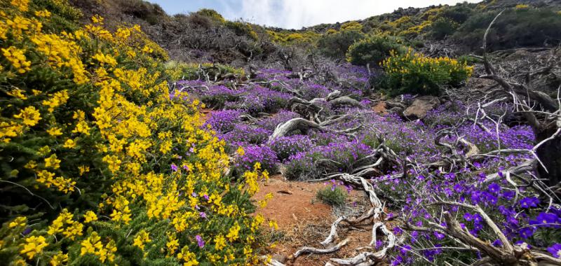 La Palma vuelve a florecer 