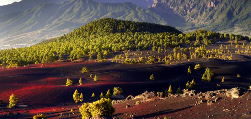 La Palma vuelve a florecer 