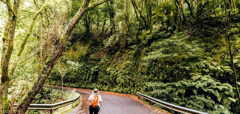 La Palma vuelve a florecer 