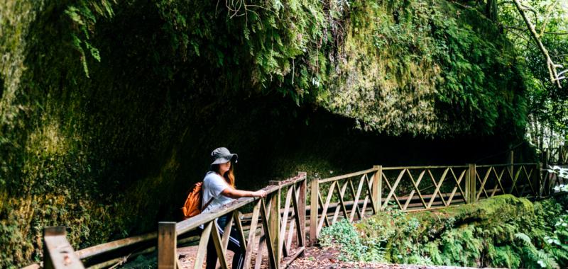 La Palma vuelve a florecer 