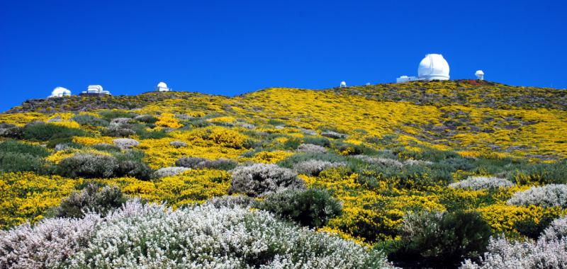 La Palma vuelve a florecer 