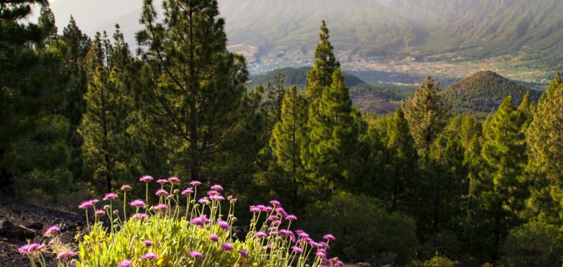 La Palma vuelve a florecer 