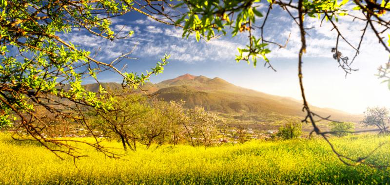 La Palma vuelve a florecer 